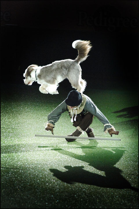 International Freestyle Heelwork to Music Winner at Crufts 2008.
